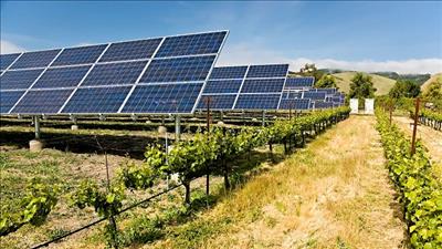 Hợp tác phát triển nông nghiệp dưới hệ thống pin năng lượng mặt trời