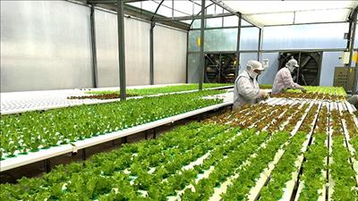 TPHCM thực hiện chương trình phát triển nông nghiệp công nghệ cao năm 2025