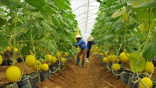 Kiện toàn tổ chức và hoạt động của Quỹ Hỗ trợ nông dân Trung ương
