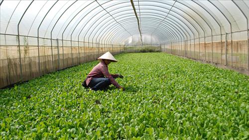 Bổ sung chính sách tín dụng khuyến khích nông nghiệp hữu cơ, tuần hoàn