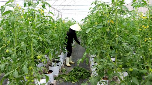 Thực hiện mục tiêu xây dựng nông nghiệp sinh thái, nông thôn hiện đại, nông dân văn minh