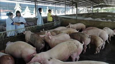 Đề xuất triển khai mô hình chăn nuôi lợn trong nhà nhiều tầng