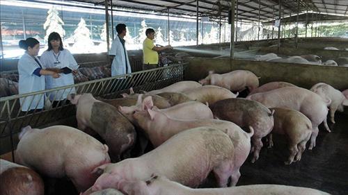 Đề xuất triển khai mô hình chăn nuôi lợn trong nhà nhiều tầng