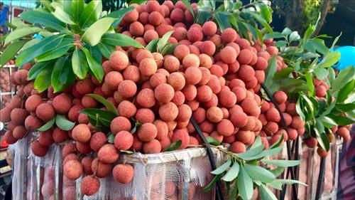 Đưa nông sản Việt Nam tới gần hơn với người tiêu dùng Nhật Bản