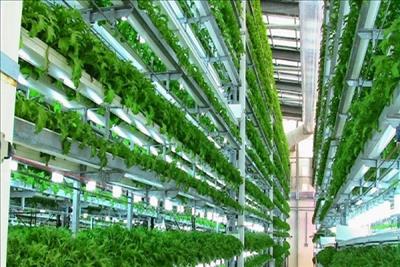 Nông nghiệp thẳng đứng - giải pháp xanh cho đô thị