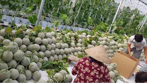 Khẩn trương xây dựng Trung tâm liên kết, sản xuất, chế biến và tiêu thụ sản phẩm nông nghiệp vùng ĐBSCL