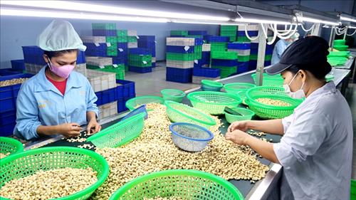 Xuất khẩu nông, lâm, thủy sản tăng tăng 15,5% trong 6 tháng đầu năm