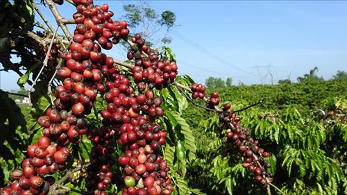 Nâng cao giá trị gia tăng của nông sản Việt trên thị trường quốc tế