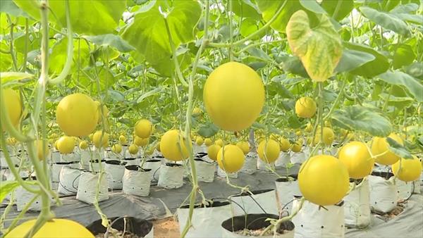 Đảm bảo chất lượng và uy tín sản phẩm nông, lâm, thủy sản Việt Nam xuất khẩu