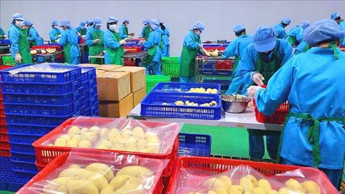 Xuất khẩu nông, lâm, thủy sản 8 tháng năm 2025 đạt hơn 45 tỷ USD, tăng 12%
