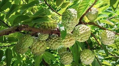 Chuẩn bị ra mắt Bản đồ nông sản Việt