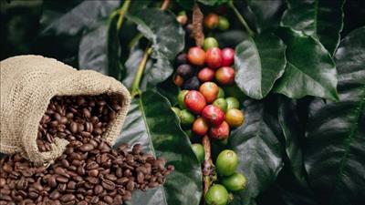 Xuất khẩu nông, lâm, thủy sản trong 11 tháng đạt hơn 64 tỷ USD, vượt kỷ lục năm 2024