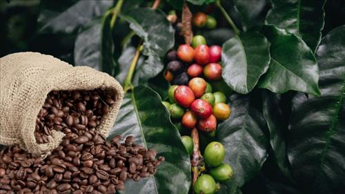 Xuất khẩu nông, lâm, thủy sản trong 11 tháng đạt hơn 64 tỷ USD, vượt kỷ lục năm 2024