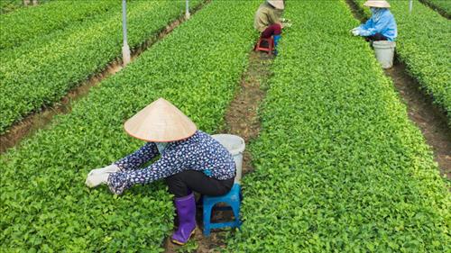 Hỗ trợ nông dân sản xuất, kinh doanh nông sản, thực phẩm an toàn vì sức khỏe cộng đồng