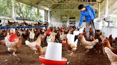 Chăn nuôi theo chuỗi giá trị gắn với truy xuất nguồn gốc