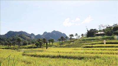 Thành lập Ban chỉ đạo Trung ương Chương trình mục tiêu quốc gia xây dựng nông thôn mới giai đoạn 2026 – 2030