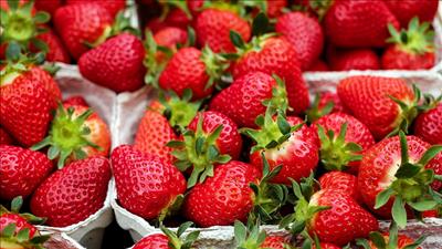 Một số loại trái cây giàu chất xơ giúp hệ tiêu hóa khỏe mạnh