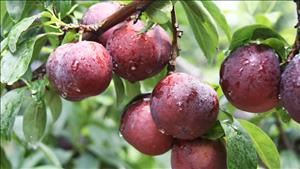Những lợi ích của quả mận với sức khỏe