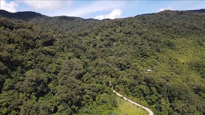 Khơi thông nguồn lực từ tín chỉ carbon rừng