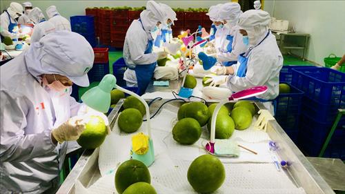 Ước tính xuất khẩu rau quả năm 2025 vượt mốc 8,5 tỷ USD