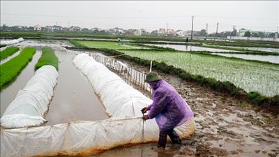 Thủ tướng yêu cầu các Bộ ngành, địa phương chủ động ứng phó đợt rét đậm, rét hại kéo dài