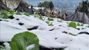 Triển khai ứng phó với rét đậm, rét hại và gió mạnh trên biển