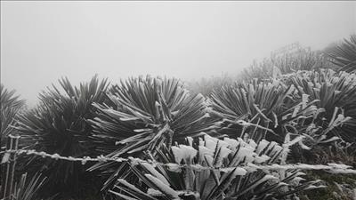 Bắc Bộ rét đậm, rét hại; Trung Bộ có mưa rào rải rác; Nam Bộ ngày nắng