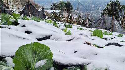 Chủ động ứng phó với rét đậm, rét hại và gió mạnh trên biển