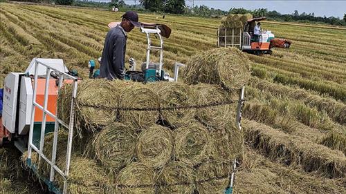 Phát triển kinh tế tuần hoàn từ rơm rạ