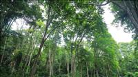 Chính phủ đồng ý chủ trương chuyển nhượng 1 triệu tấn CO2 tại vùng Bắc Trung Bộ cho IBRD