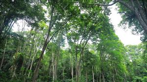 Chính phủ đồng ý chủ trương chuyển nhượng 1 triệu tấn CO2 tại vùng Bắc Trung Bộ cho IBRD