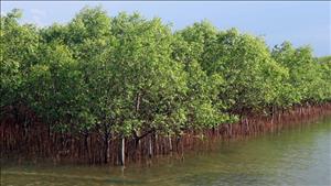 Đề xuất kế hoạch triển khai Chương trình Đối tác hành động carbon xanh quốc gia