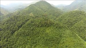 Khai thác tài nguyên rừng góp phần phát triển kinh tế bền vững