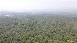 Cảnh báo nguy cơ cháy rừng trong thời điểm nắng nóng gay gắt