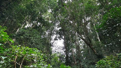 Tạo khung pháp lý đầy đủ, thống nhất cho dịch vụ hấp thụ và lưu giữ carbon rừng