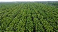 Ba cơ chế trao đổi quốc tế kết quả giảm nhẹ phát thải khí nhà kính và tín chỉ carbon
