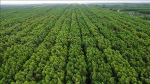 Ba cơ chế trao đổi quốc tế kết quả giảm nhẹ phát thải khí nhà kính và tín chỉ carbon