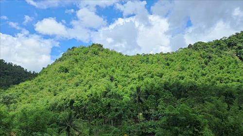 Hoàn thiện hành lang pháp lý để thúc đẩy phát triển thị trường carbon rừng