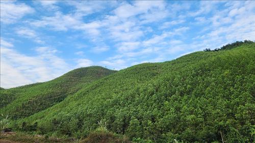 Khuyến khích liên kết rừng trồng từ 100 ha để cấp chung mã số