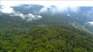 Phê duyệt đề án phát triển và quản lý tín chỉ carbon rừng trên địa bàn thành phố Đà Nẵng