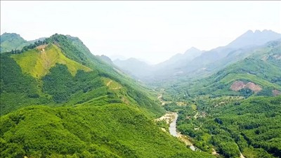 Thành lập Quỹ Bảo vệ và phát triển rừng Việt Nam