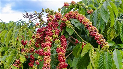 Công bố bản đồ ranh giới rừng, hỗ trợ doanh nghiệp đáp ứng quy định EUDR