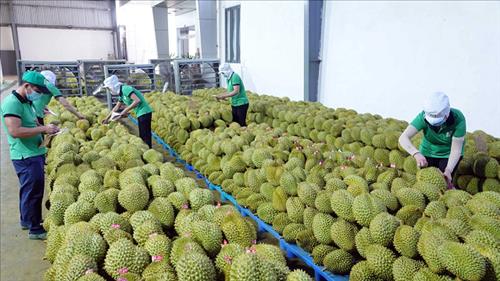 Thủ tướng yêu cầu triển khai một số nhiệm vụ thúc đẩy sản xuất và xuất khẩu sầu riêng bền vững