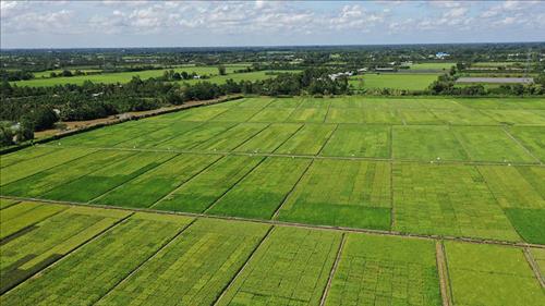 Phát huy hiệu quả dự án thích ứng với biến đổi khí hậu vùng đồng bằng sông Cửu Long