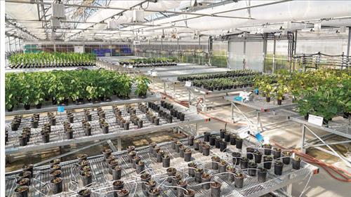 Phê duyệt Kế hoạch phát triển công nghiệp sinh học ngành nông nghiệp và môi trường