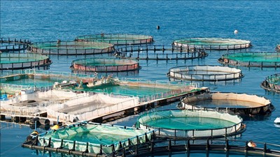 Nhóm Ngân hàng Thế giới hỗ trợ Việt Nam phát triển hạ tầng và sinh kế ven biển