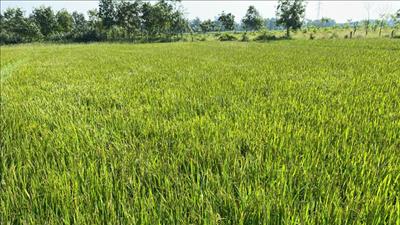 Thúc đẩy nông nghiệp sinh thái và chuyển đổi hệ thống lương thực nhằm ứng phó biến đổi khí hậu