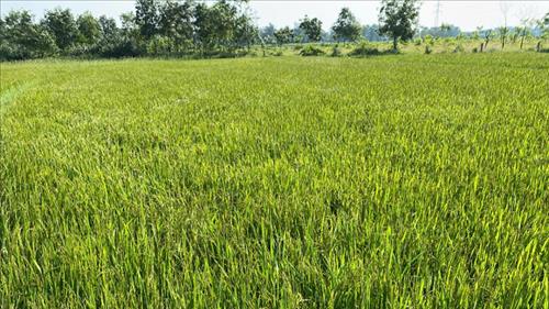Thúc đẩy nông nghiệp sinh thái và chuyển đổi hệ thống lương thực nhằm ứng phó biến đổi khí hậu