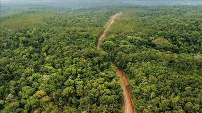 Hướng tới vận hành thị trường carbon minh bạch và hội nhập quốc tế