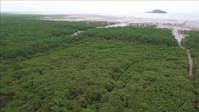 Lâm nghiệp: Phát triển thị trường tín chỉ carbon từ định danh lô rừng